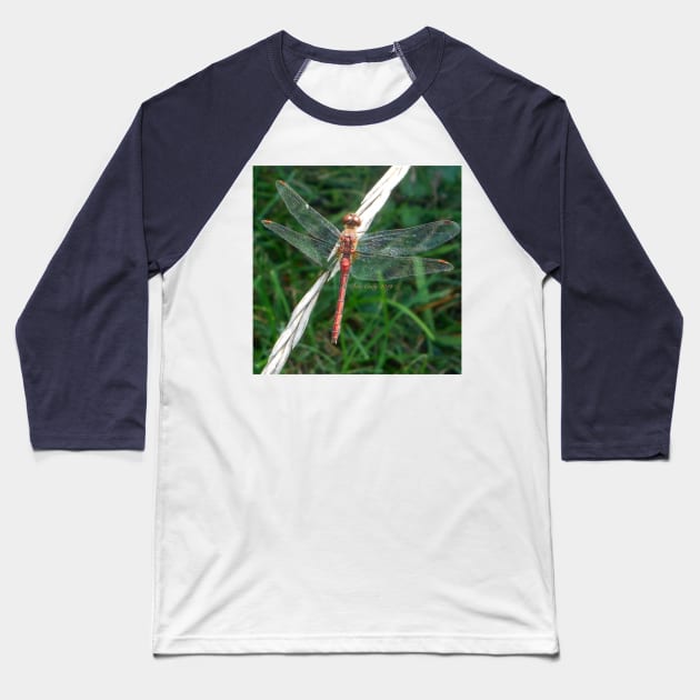 Orange Meadowhawk Baseball T-Shirt by DebiCady